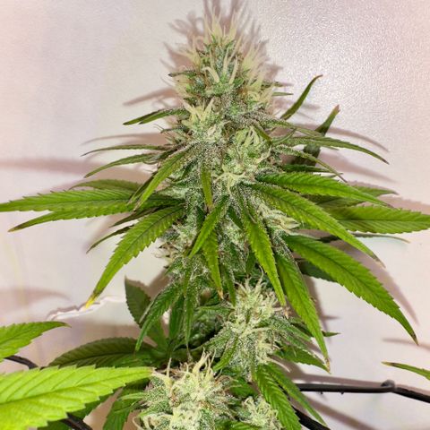 Amnesia Haze growlog timeline photo