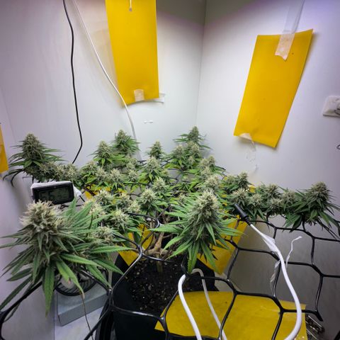 Amnesia Haze growlog timeline photo