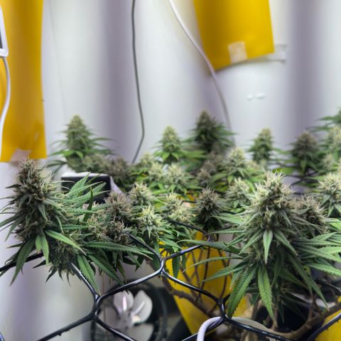 Amnesia Haze growlog timeline photo