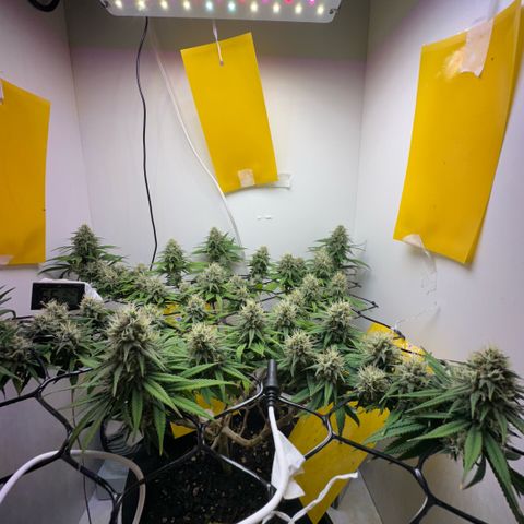 Amnesia Haze growlog timeline photo