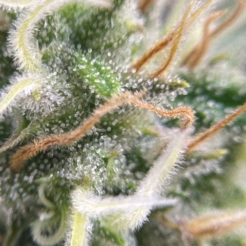 Amnesia Haze growlog timeline photo