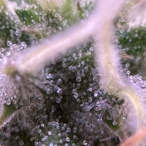 Amnesia Haze growlog timeline photo