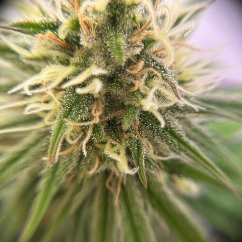 Amnesia Haze growlog timeline photo
