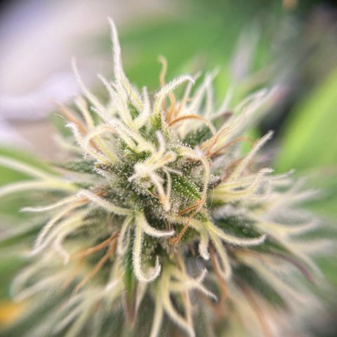 Amnesia Haze growlog timeline photo