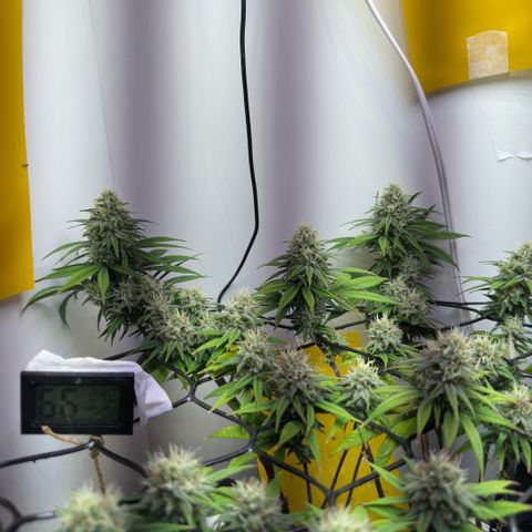 Amnesia Haze growlog timeline photo