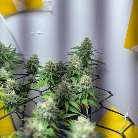 Amnesia Haze growlog timeline photo
