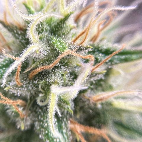 Amnesia Haze growlog timeline photo