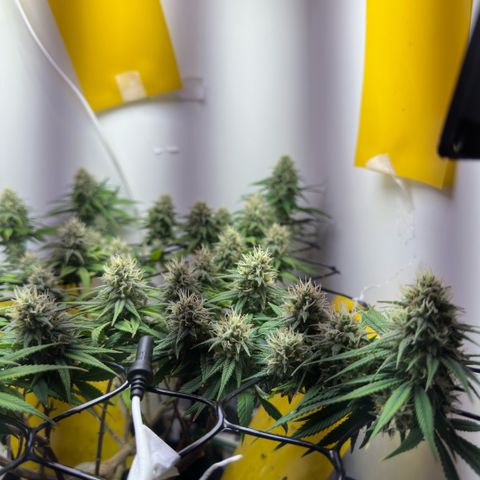 Amnesia Haze growlog timeline photo