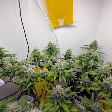 Amnesia Haze growlog timeline photo