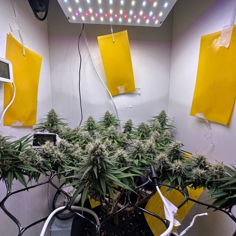 Amnesia Haze growlog timeline photo