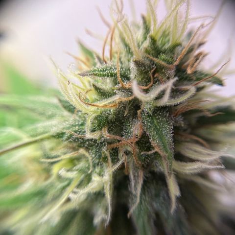 Amnesia Haze growlog timeline photo