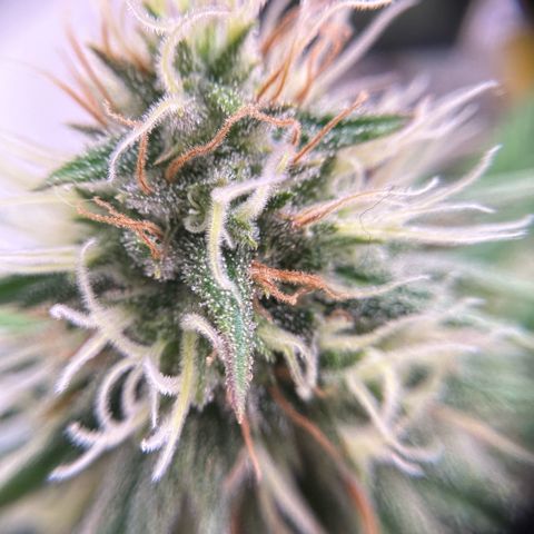 Amnesia Haze growlog timeline photo