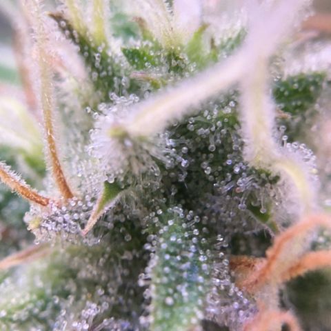 Amnesia Haze growlog timeline photo