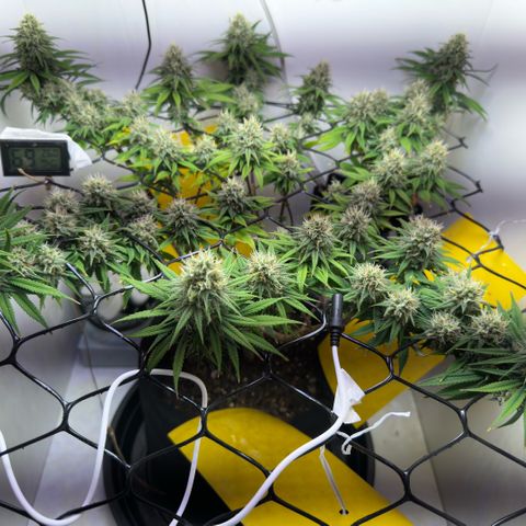 Amnesia Haze growlog timeline photo