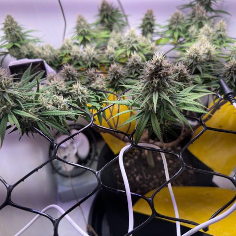 Amnesia Haze growlog timeline photo