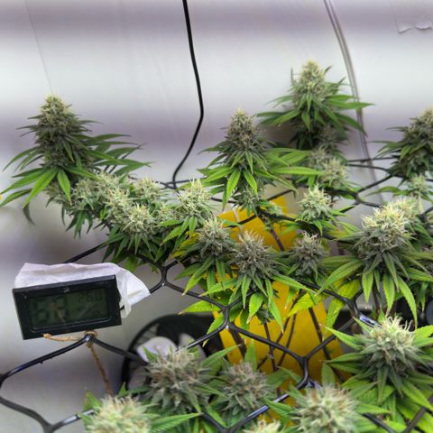 Amnesia Haze growlog timeline photo
