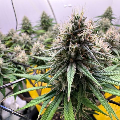 Amnesia Haze growlog timeline photo