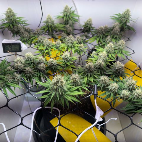 Amnesia Haze growlog timeline photo