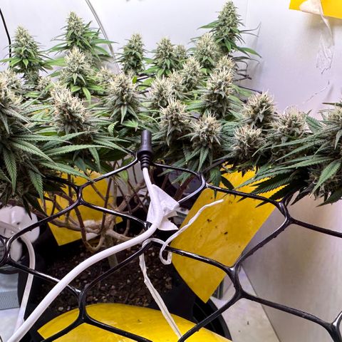 Amnesia Haze growlog timeline photo