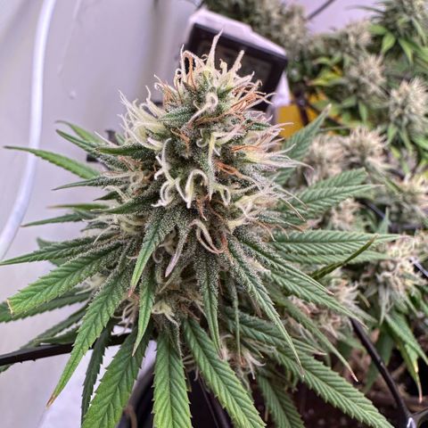 Amnesia Haze growlog timeline photo
