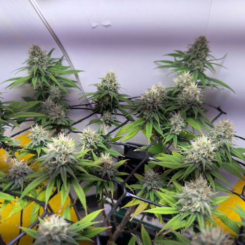 Amnesia Haze growlog timeline photo