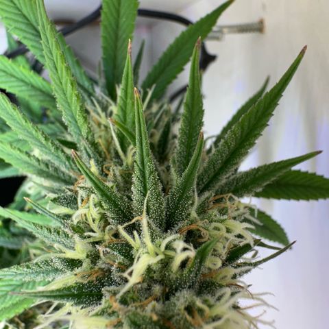Amnesia Haze growlog timeline photo