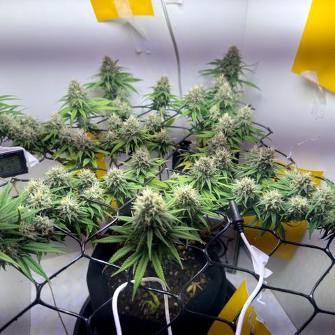 Amnesia Haze growlog timeline photo