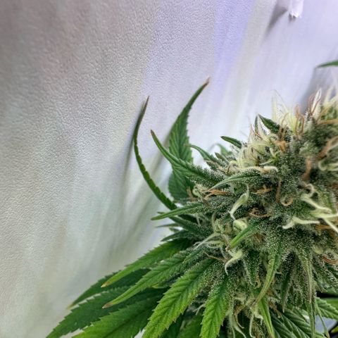 Amnesia Haze growlog timeline photo