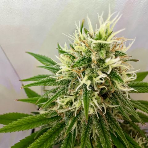 Amnesia Haze growlog timeline photo