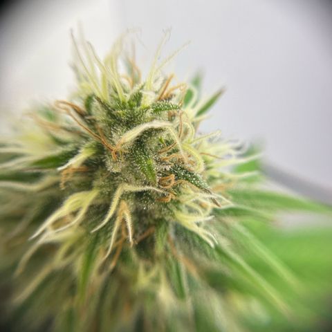 Amnesia Haze growlog timeline photo