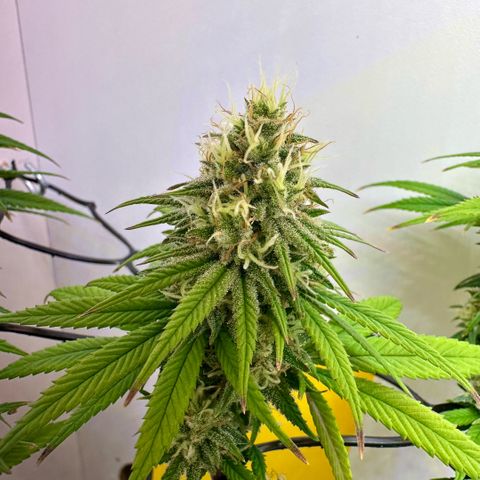 Amnesia Haze growlog timeline photo