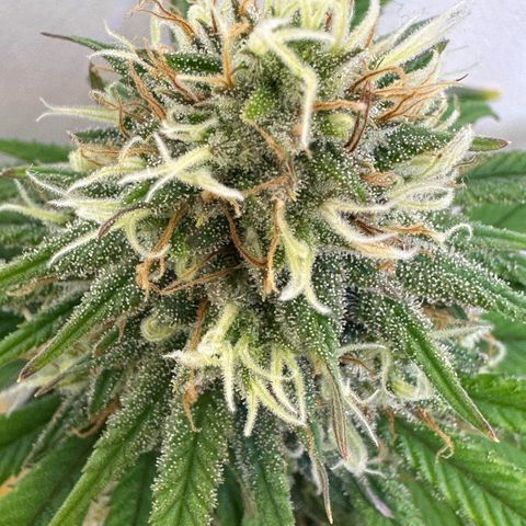 Amnesia Haze growlog timeline photo
