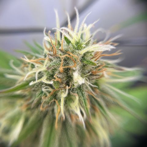 Amnesia Haze growlog timeline photo