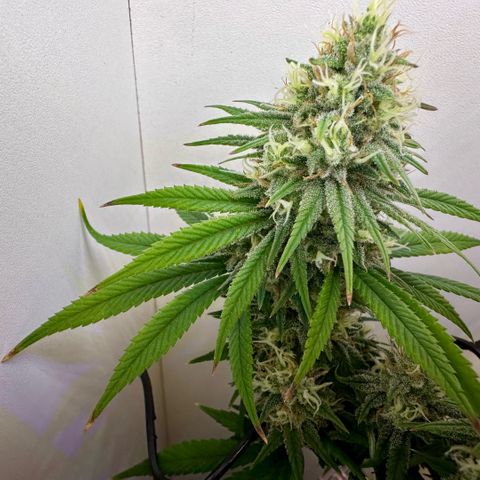 Amnesia Haze growlog timeline photo