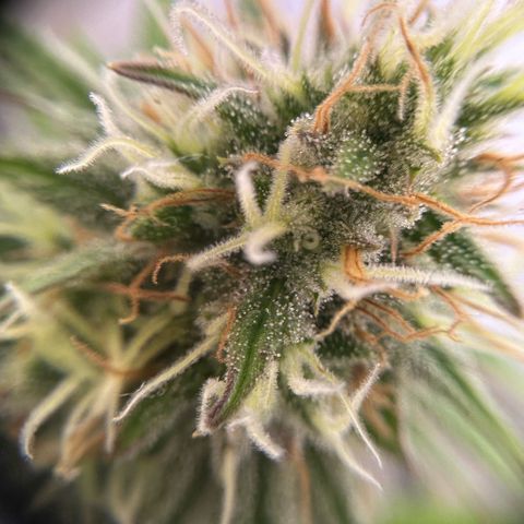 Amnesia Haze growlog timeline photo