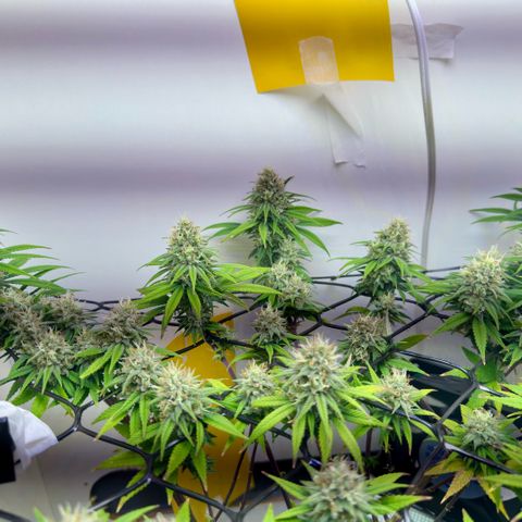 Amnesia Haze growlog timeline photo