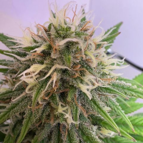 Amnesia Haze growlog timeline photo