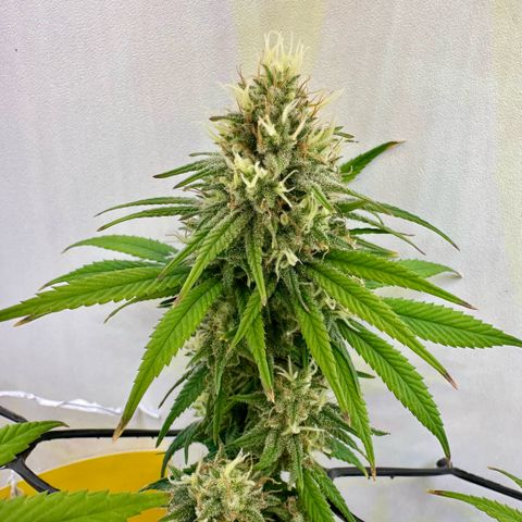 Amnesia Haze growlog timeline photo
