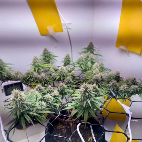 Amnesia Haze growlog timeline photo