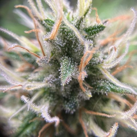 Amnesia Haze growlog timeline photo