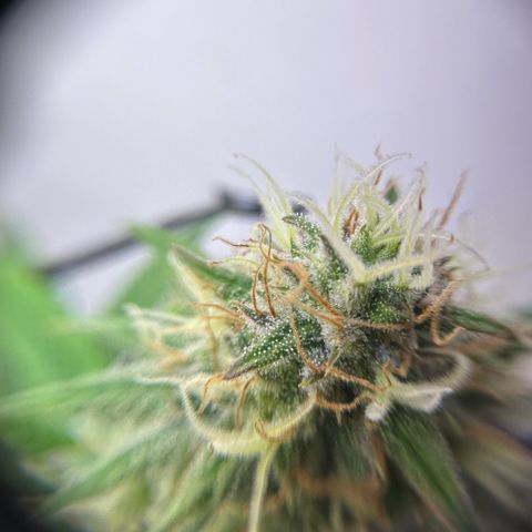Amnesia Haze growlog timeline photo