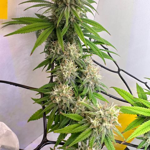 Amnesia Haze growlog timeline photo