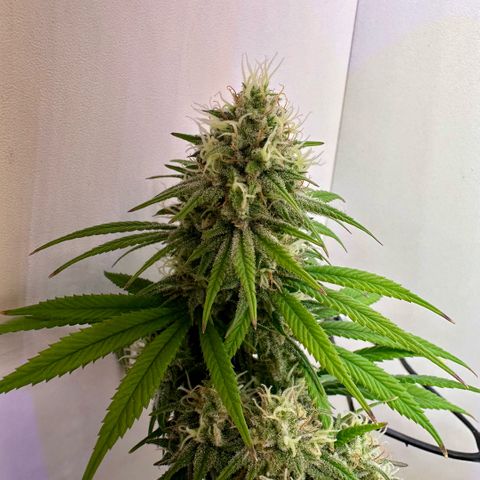 Amnesia Haze growlog timeline photo