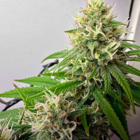 Amnesia Haze growlog timeline photo