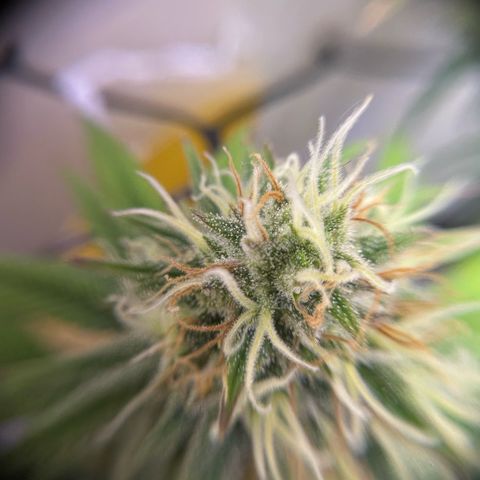 Amnesia Haze growlog timeline photo