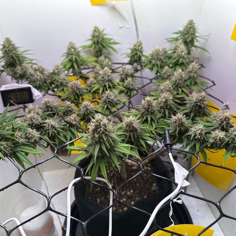 Amnesia Haze growlog timeline photo