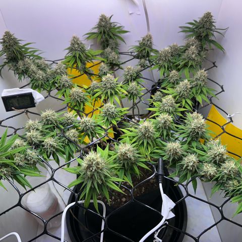 Amnesia Haze growlog timeline photo
