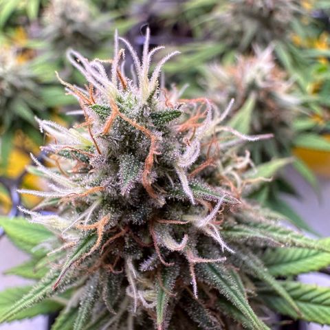 Amnesia Haze growlog timeline photo