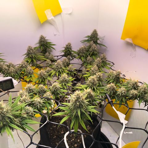 Amnesia Haze growlog timeline photo
