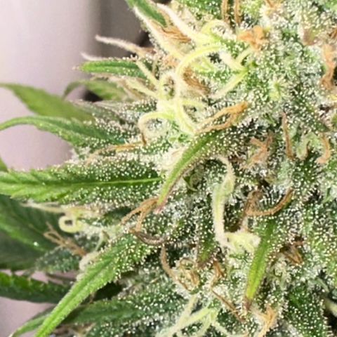 Amnesia Haze growlog timeline photo